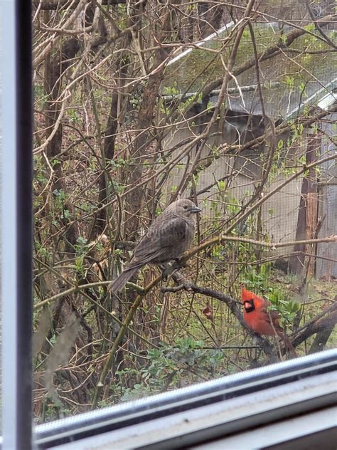 New birds have been stopping by for some treats.. any idea what this