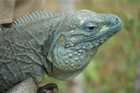 Definitive Guide To Grand Cayman Blue Iguana Facts Habitat