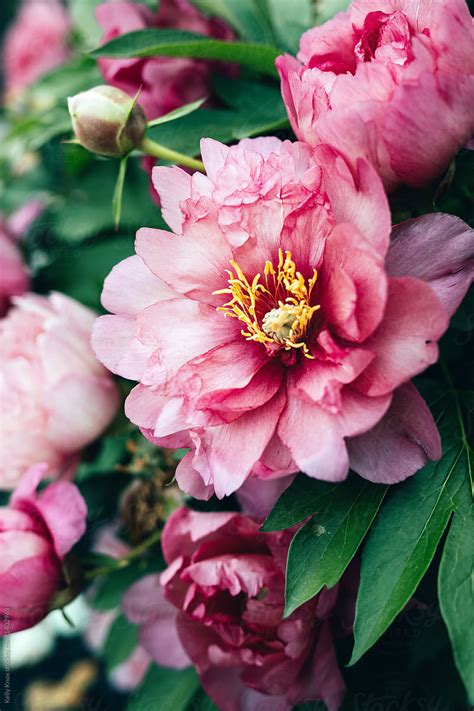 Large Tree Peony Bloom By Stocksy Contributor Kelly Knox Stocksy