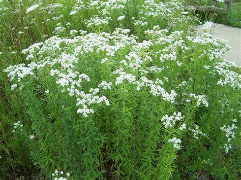 Pycnanthemum Tenuifolium Slender Mountain Mint Tennessee Naturescapes