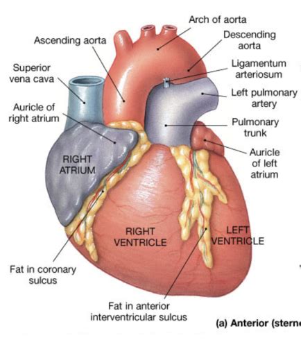 The Cardiovascular System Flashcards Quizlet