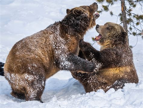 Fonds d ecran Ours brun Deux Neige Bagarre Animaux télécharger photo