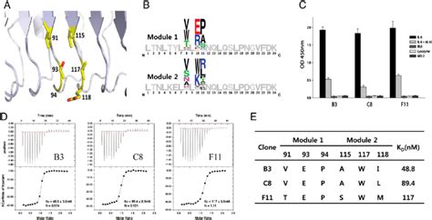 Selection Of A Repebody For Il By Phage Display A Sites For