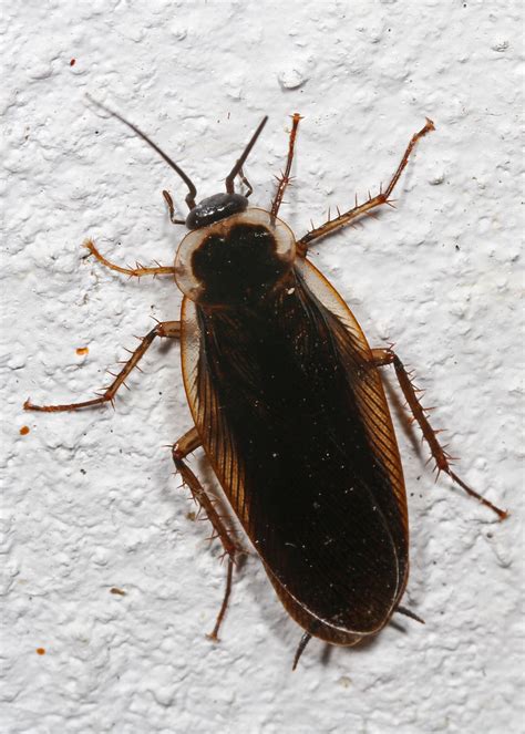 Pennsylvania Wood Cockroach Parcoblatta Pennsylvanica Flickr