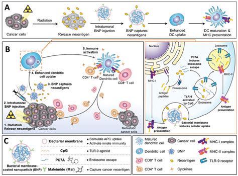 Schematic Of The Anti Cancer Effect Induced By Rt Bnp A Bnp