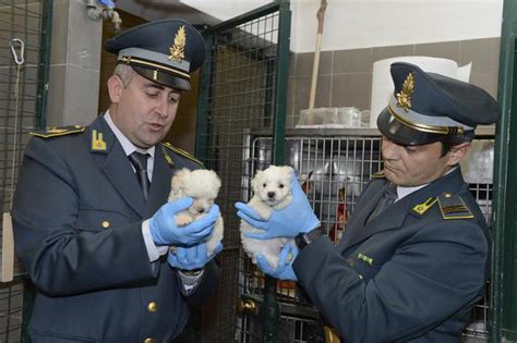 Traffico Illecito Cuccioli Operazione Gdf A Confine Sloveno Friuli V