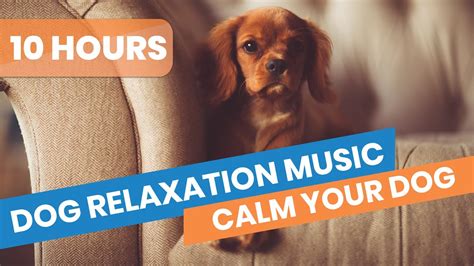 10 Hours Dog Relaxation Music Calming Dog Music Separation Anxiety