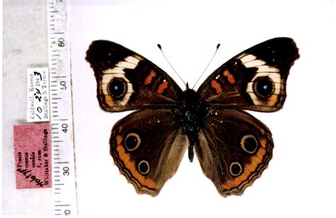 Junonia coenia (type specimens)