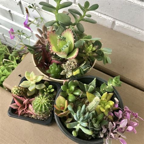 Live Succulents Etsy