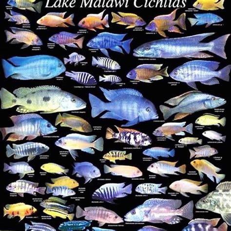 How Many Different Types Of African Cichlids Are There DIY Seattle