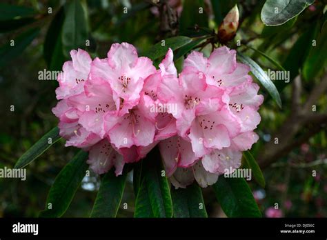 Rhododendron Kiemen Goliath Rosa Blume Blumen Bl Te Strauch Str Ucher