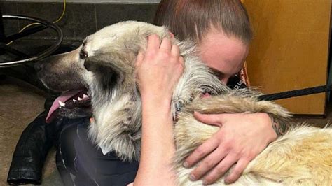 Emotional Reunion 4 Year Old Dog Joyfully Reunited With Homeless Owner