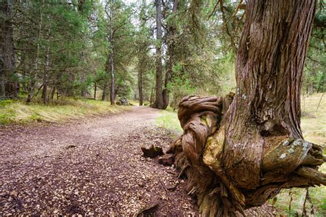 Pohon Bengkok Besar Di Jalur Hutan Juniper Misterius Sabinar Soria Foto Stok Unduh Gambar