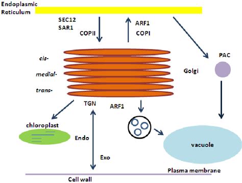 Simplified Diagram Of The Plant Endomembrane Trafficking Pathways