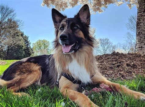 Logan Is The Perfect Mix Between German And Australian Shepherd