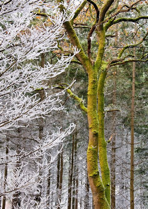 Stoke Woods Exeter 1 Chris Parker Flickr