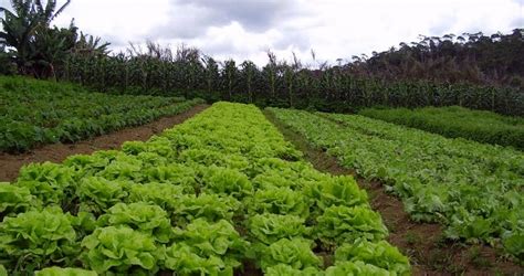 Agroecología como una nueva visión para la agronomía Ecologia Hoy