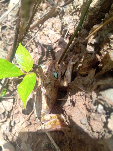 Banana Tree Dwelling Frog From Acurigua Falc N Venezuela On