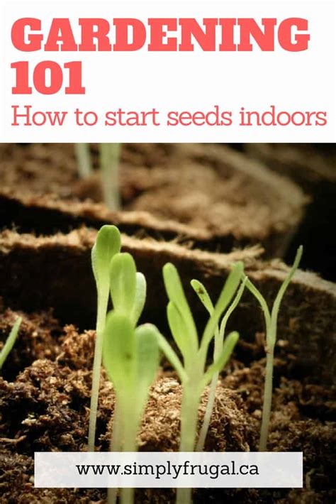 How To Start Seeds Indoors