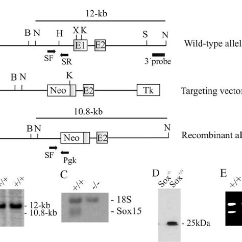 Normal Skeletal Muscle Development In Sox15 Ϫ Ϫ Mice Cross Sections