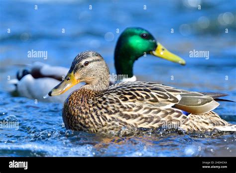 Two Animals Mallard Duck Mallard Ducks Stock Photo Alamy