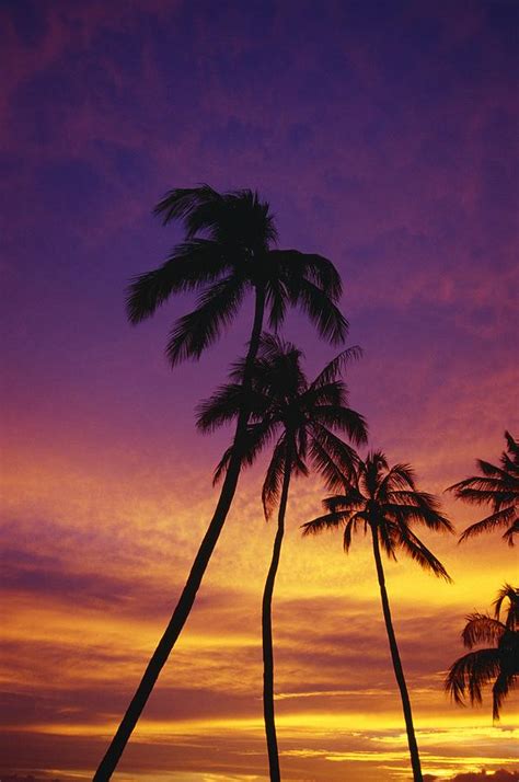 Palm Tree Silhouettes Sunset Waikiki Photograph By Natural Selection