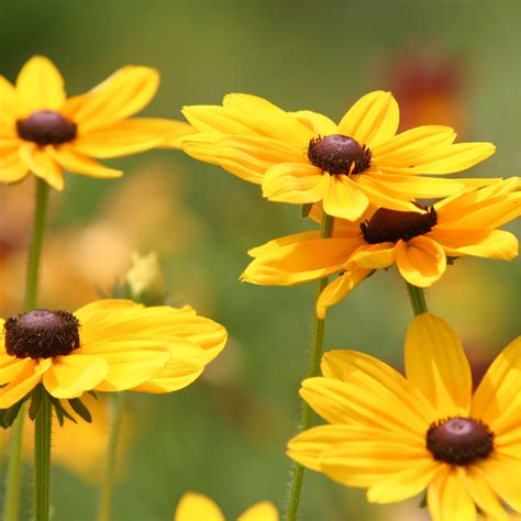 Black Eyed Susan Companion Plants Organic Gardener Pro