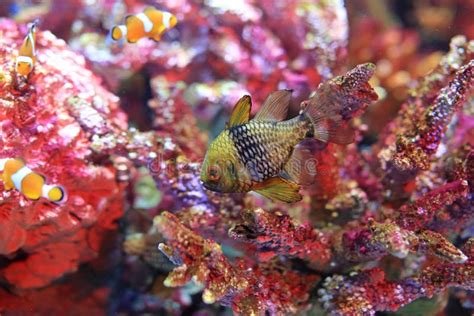 Hermosos Peces De Arrecife De Coral Bajo El Agua En Tanque Acuario