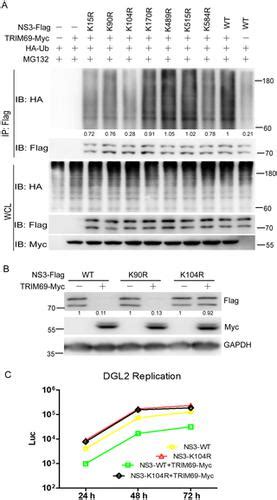 Interferon Stimulated Trim69 Interrupts Dengue Virus Replication By Ubiquitinating Viral