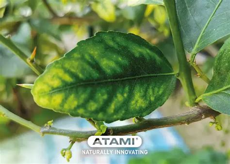 Manganese Deficiency Symptoms In Plants Archives Atami