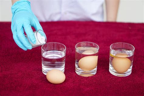 Close Up Science Experiment About Eggs In Wate Stock Image Image Of Concept Healthy 277909575