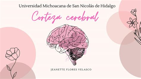 Corteza Cerebral Juana Jeanette Flores Velasco Udocz