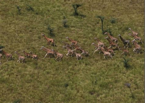 Save South Sudan’s Great Antelope Migration – Rainforest Trust