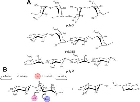 Structural And Functional Aspects Of Mannuronic Acidspecific Pl6 Alginate Lyase From The Human