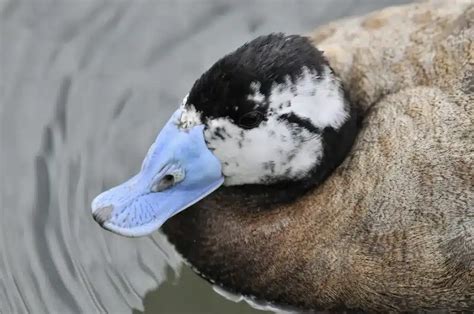 White-headed Duck (Oxyura leucocephala) Information | Earth Life