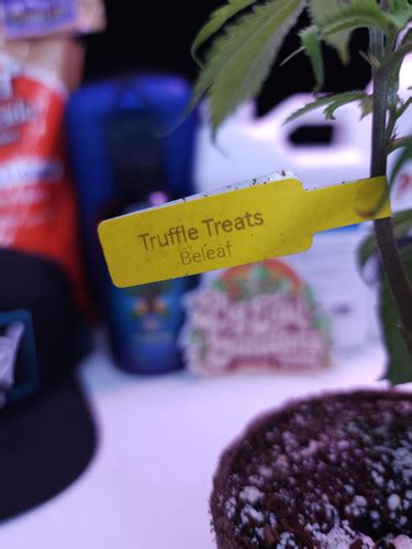 Truffle Treats (Beleaf x In-House) | Pig Tail Gardens