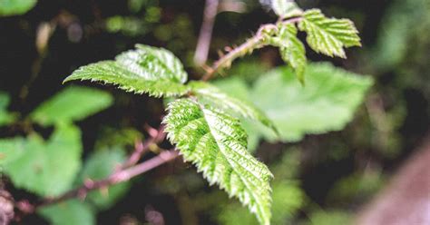 Stinging Nettle Rash Pictures Treatment Home Remedy