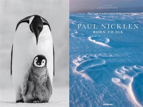 Following the footprints of polar wildlife with photographer Paul ...