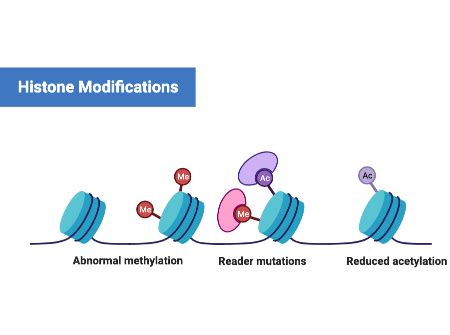 Comparing The Effects On Gene Expression Of Methylation Of Dna