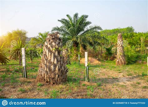 Palm Tree Stump Stock Image Image Of Stump Single 223949719