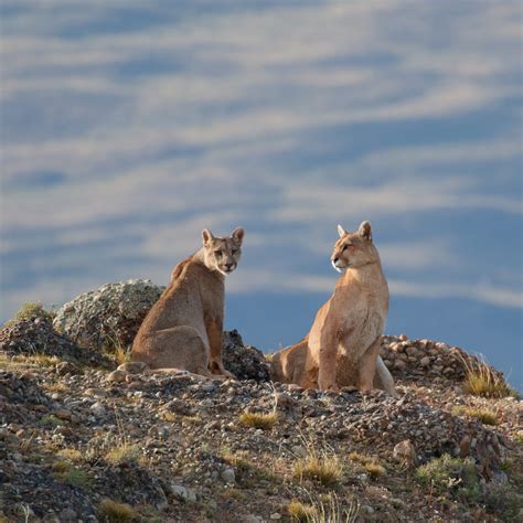 Puma family on a rocky outcrop - Patagonia, Chile 2018 - Graham Boulnois