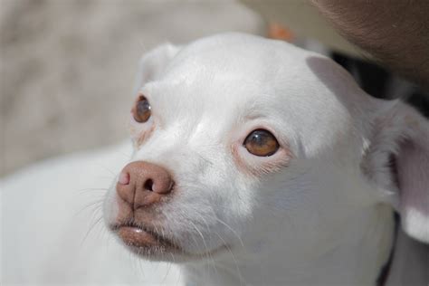 무료 이미지 화이트 강아지 귀엽다 송곳니 착한 애 모피 닫다 코 눈 주둥이 척골가 있는 치와와 홀딱