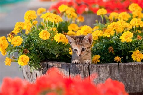 Cute kitten in flowers stock photo. Image of adorable - 11185594