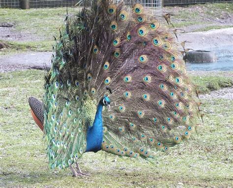 10 Fascinating National Birds with their Sounds | hubpages