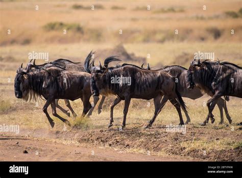 African Wildebeest Life Migration Grassing Fighting From Masai Mara