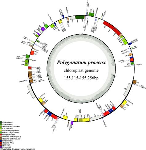 Plastid Genome Map Of Polygonatum Praecox Y F Hu J W Shao Sp Nov