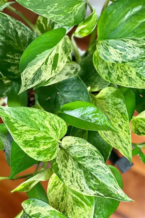 Pothos Epipremnum Aureum Devils Ivy The Contented Plant