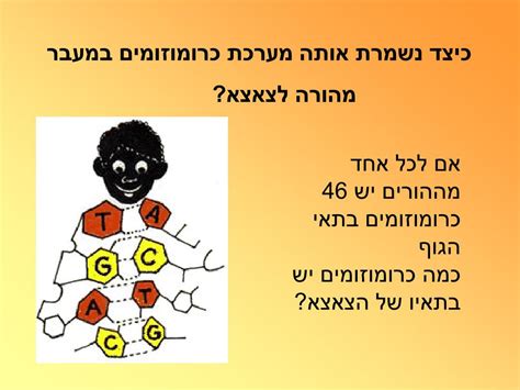 Ppt כרומוזומים וקריוטיפ האדם Powerpoint Presentation Id3580816