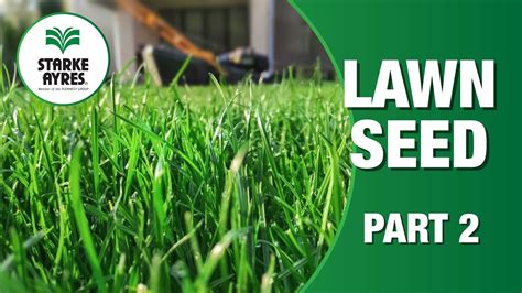 Starke Ayres Lawn Seeds Part Youtube