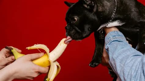 Conoce Las Frutas Y Verduras Que Puede Comer Tu Perro Para Tener Una